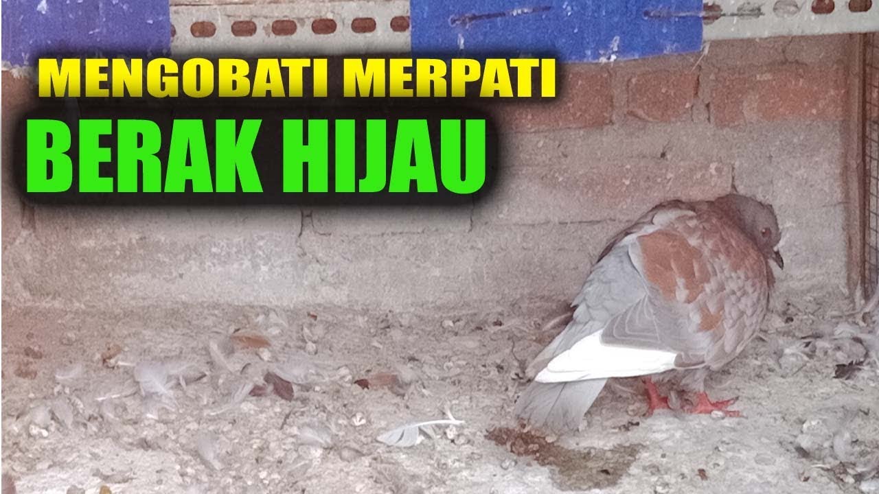 Cara Mengobati Merpati Berak Hijau Youtube