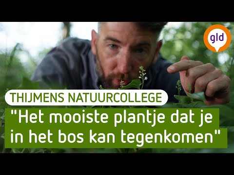 Dalkruid, mooi in zijn eenvoud | Thijmens Natuurcollege | BuitenGewoon