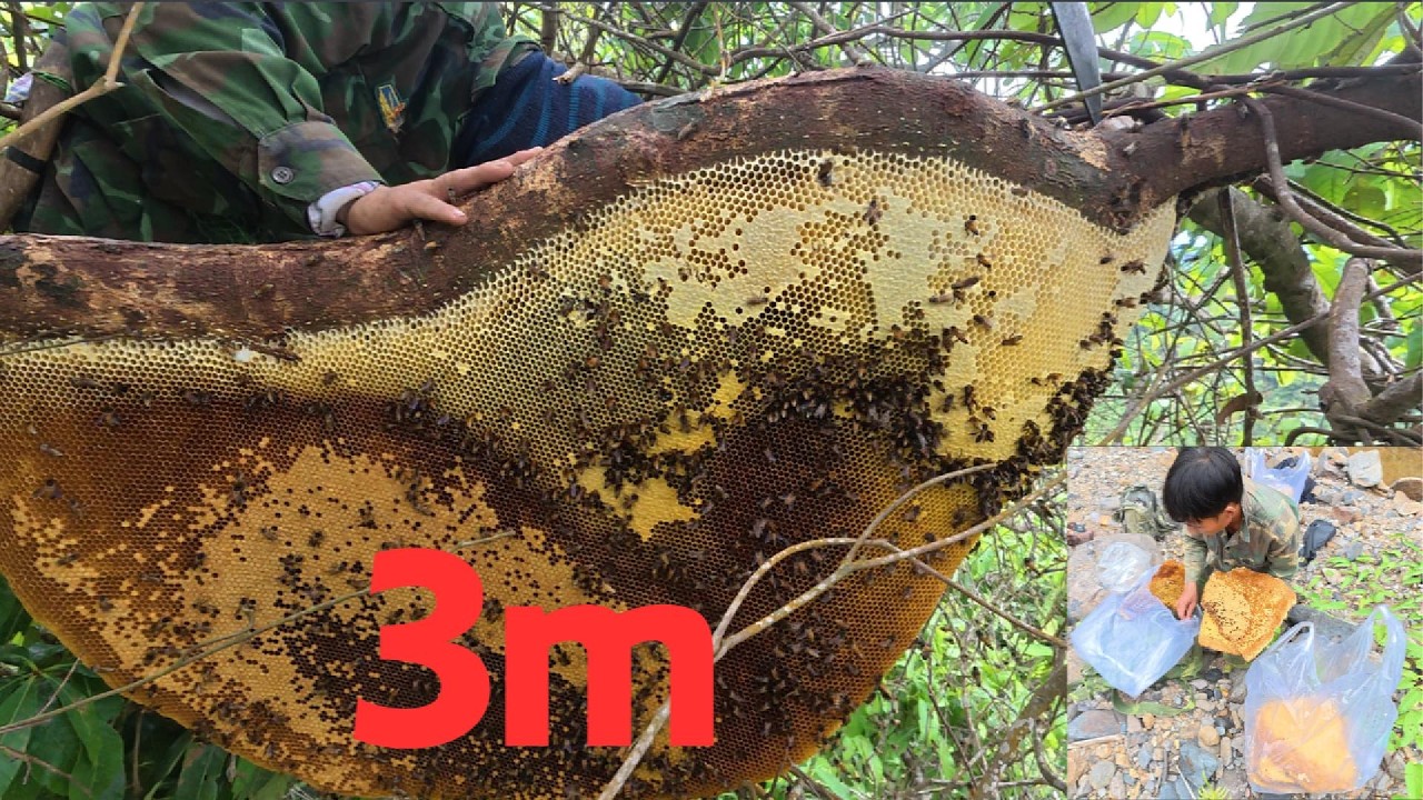 Tìm Thấy Tổ Ong Khổng Lồ Sau 3 Giờ Lội Rừng
