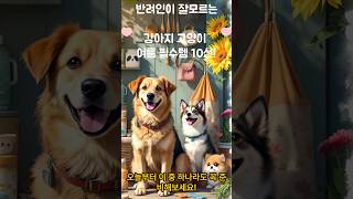 더운여름 반려견,반려묘 필수템 준비하기 #shorts #반려견여름준비 #댕냥이여름 #반려동물쿨링템 #반려묘필수템