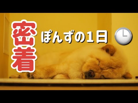 【チャウチャウ】ぽんずの１日に密着してみた！【ルーティーン？】