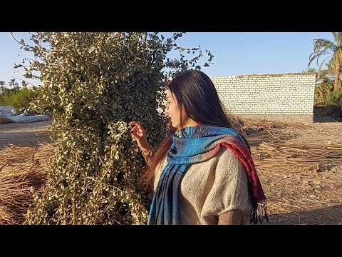 حنة أسوان غير اى حنة من اول ما بتتزرع لحد ما بتشتريها وأسرار كتير هتشوفها لأول مره Tattoo