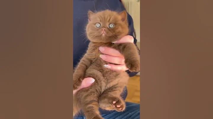 Watch the video about Adorable brown british kitten #shorts