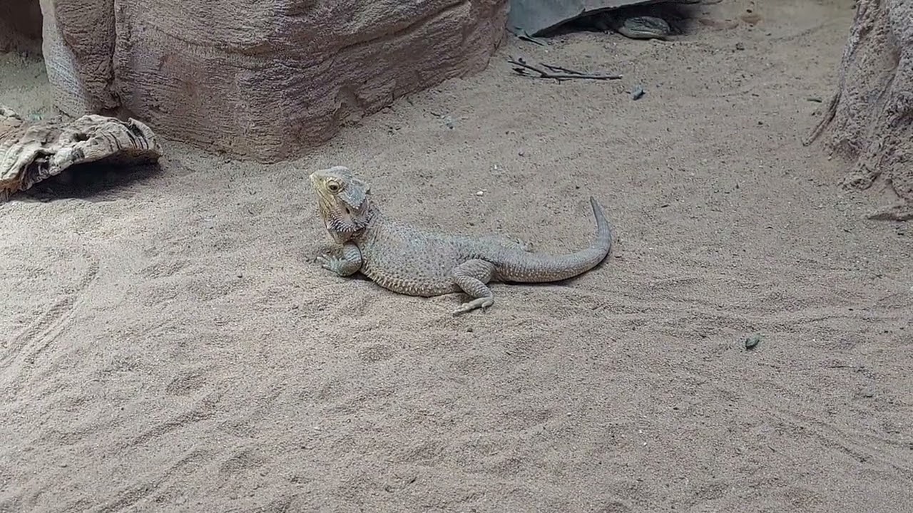 Bartagarme—4. November 2024—Skink