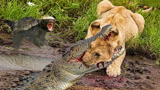 The Best Battles Of The Animal World  Harsh Life of Wild Animals, Crocodile Vs Lions, Honey Badgers