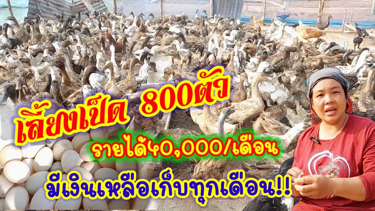 เลี้ยงเป็ด 800 ตัว รายได้40,000/เดือน ลดต้นทุนอย่างไร? ให้เหลือเงิน10,000เก็บได้ทุกเดือน ไม่มโน!!