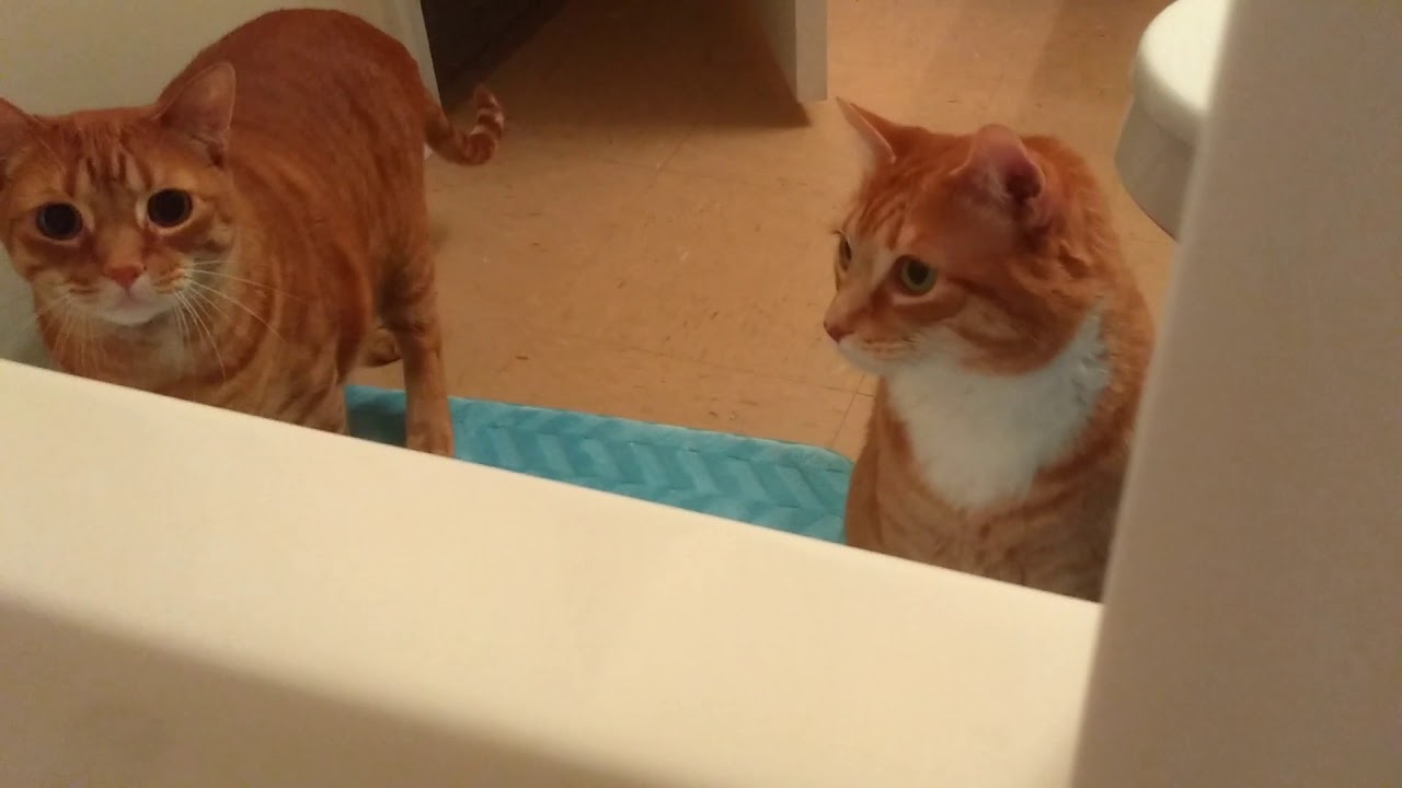 Cat Plays Hide and Seek YouTube