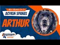 3yo Boykin Spaniel (Arthur) Best dog trainers in Virginia