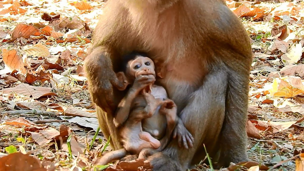 Pigtail monkey CARA has no baby at all BUT she chooses & loves tiny baby BUTTON instead of BUTTER.