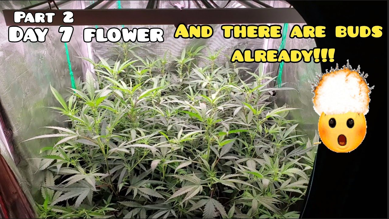 Day 7 Flower and there are Buds!! Part 2 .Whole Line up of nutrients VS A and B 