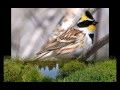 Голоса птиц в природе 5-1.Голоса уссурийской тайги. The song of birds