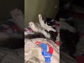 Мия #красноярск #cat #kittenmusic #music #kitten #kittey #cute #ночь #catlover