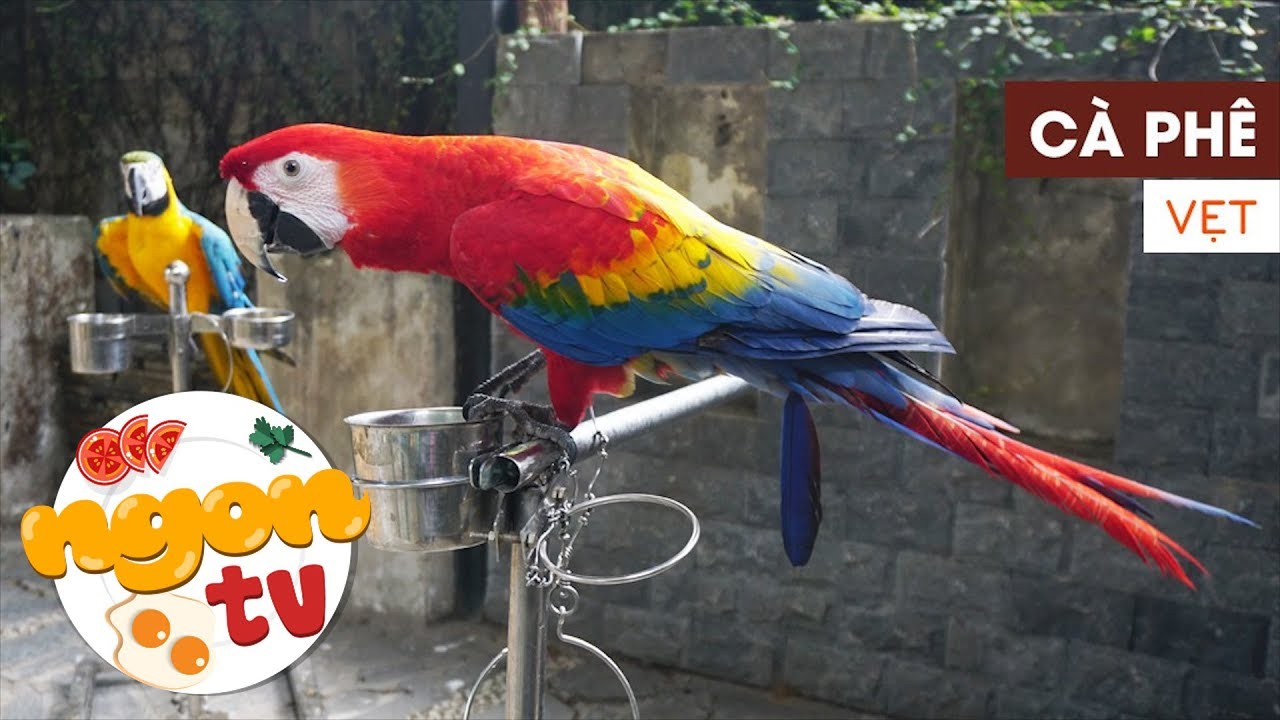 cafe pet tphcm 2022 Update Lạc vào “rừng Amazon” giữa trung tâm Sài Gòn | PET ME CÀ PHÊ || 360 ĐỘ NGON