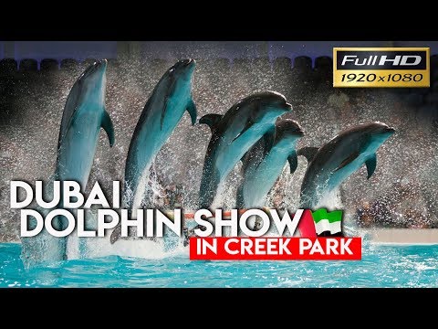 Best of the Dubai Dolphin Show 2018 FULL HD