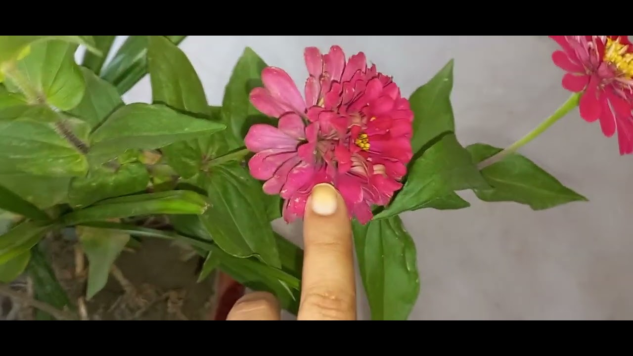 Long lasting flowers list .. summer king funwithgardening YouTube