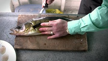How to fillet Walleye - Walleye Cleaning