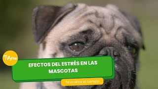 Efectos del estrés en las mascotas - TvAgro por Juan Gonzalo Angel Restrepo