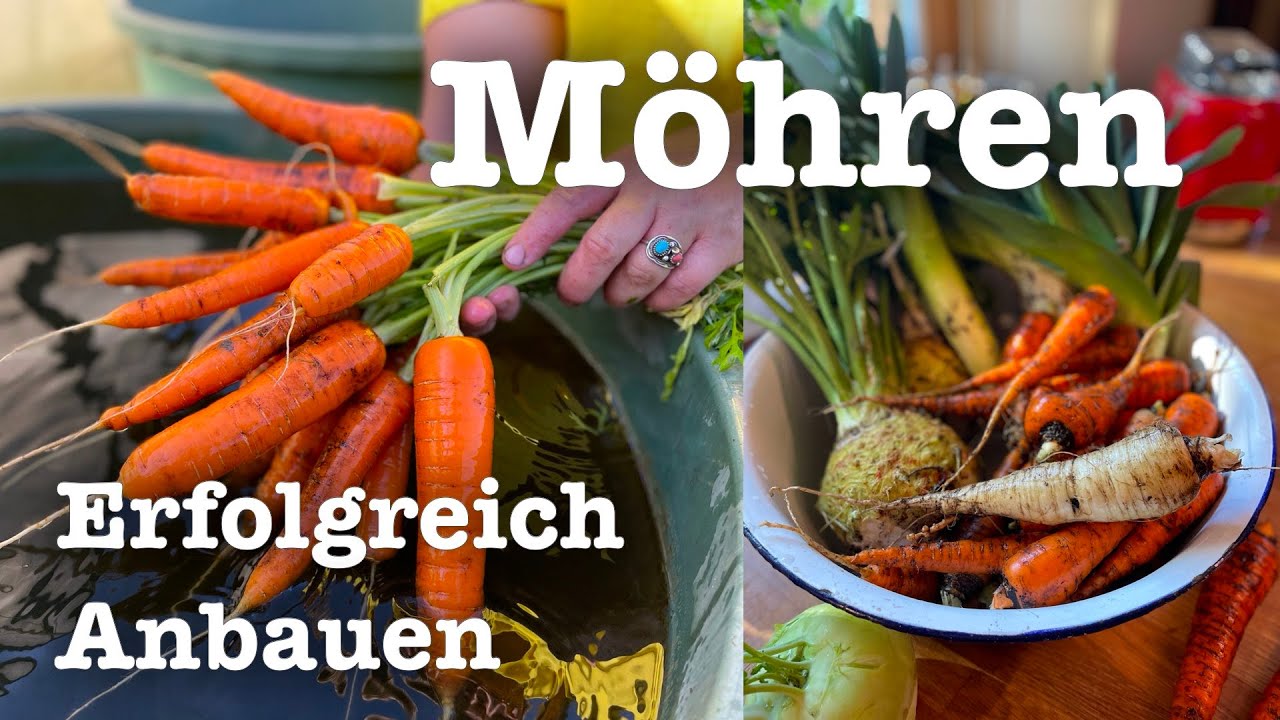 #81  🥕🌱Karotten anbauen leicht gemacht 🌿🐝 Möhren erfolgreich anbauen 🌱🥕 9 Monate erfolgreich ernten