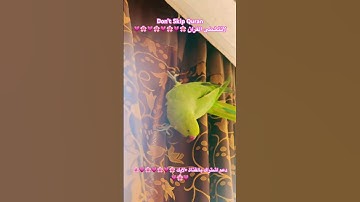 تلاوه عطره من الذكر الكريم #birds #cutebird #cuteparrot #foryou #اكسبلور #parrot #طيور