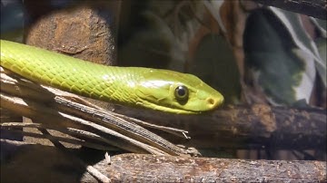 Dendroaspis angusticeps: Eastern Green Mamba/Blattgrüne Mamba