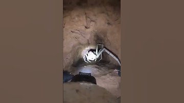 cave spider