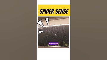 🕷️ "Spider FORGETS How to Web… But the Result is Mind-Blowing! 🤯😂"#ytshorts