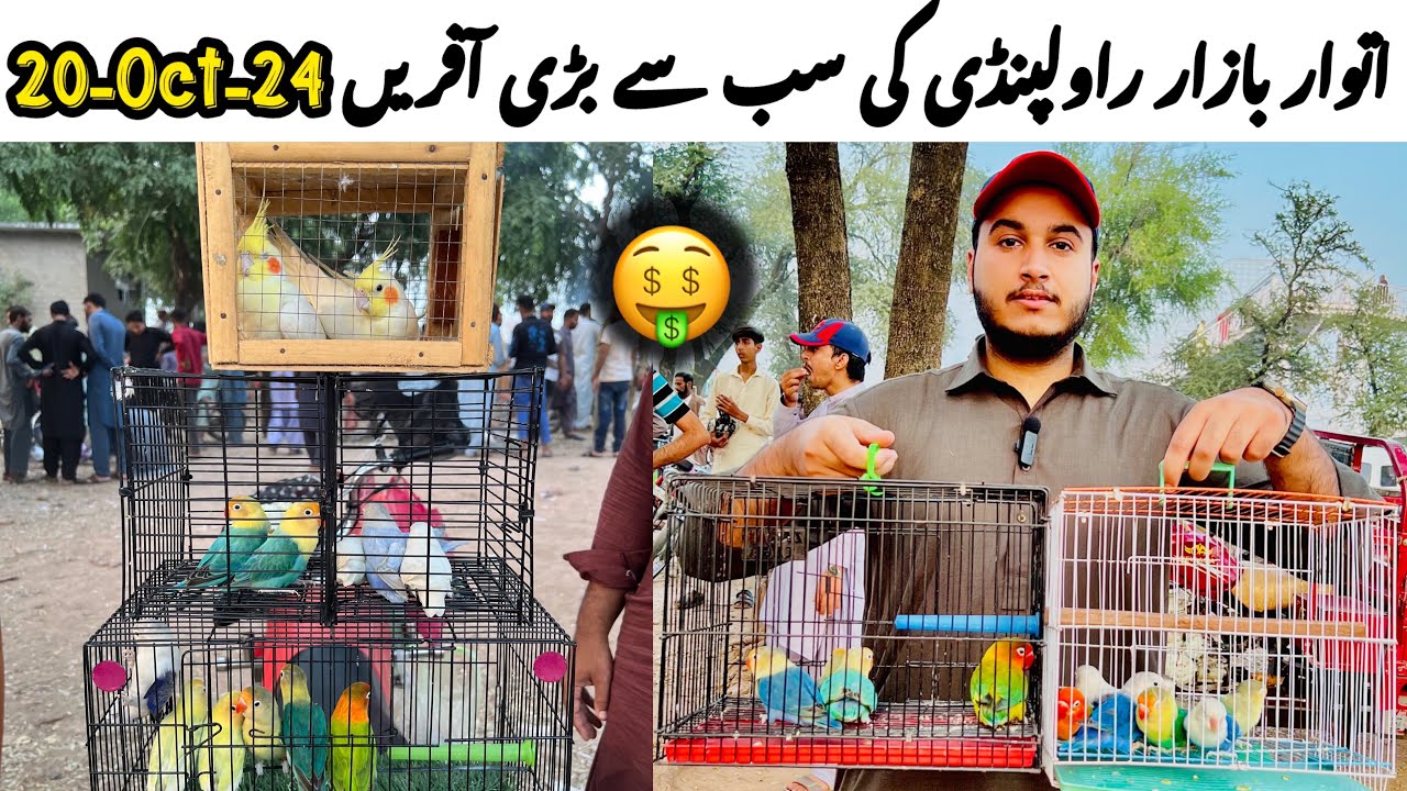 Sunday Birds Market Rawalpindi || Khanna Pull birds market Rawalpindi || Best Market of Rawalpindi