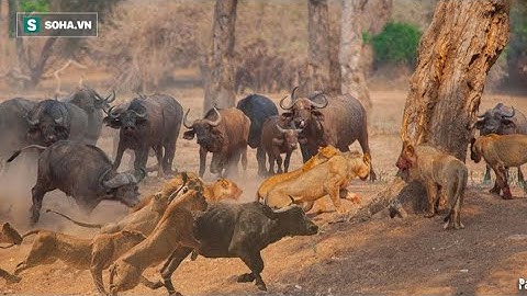 Những Cuộc Chiến Sinh Tồn Trên Thảo Nguyên - Thể Giới Động Vật