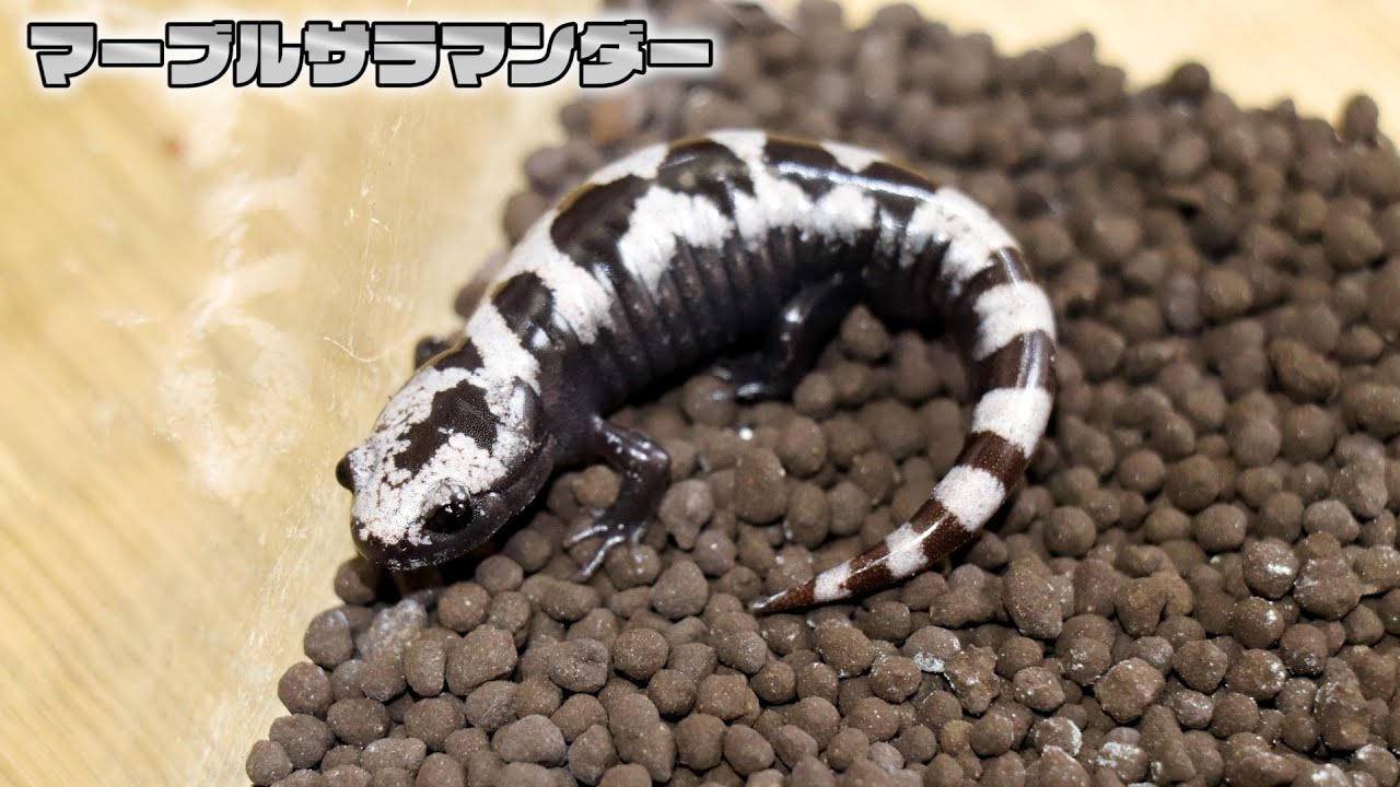 Feeding the super cute mori (marble salamanders) - YouTube