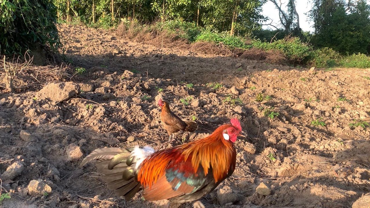 bẫy gà rừng rừng bằng gà mái mồi/ e bổi tơ mã đỏ