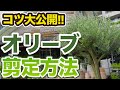 【剪定】オリーブの正しい管理方法を解説します!【大人気】【初心者向け】