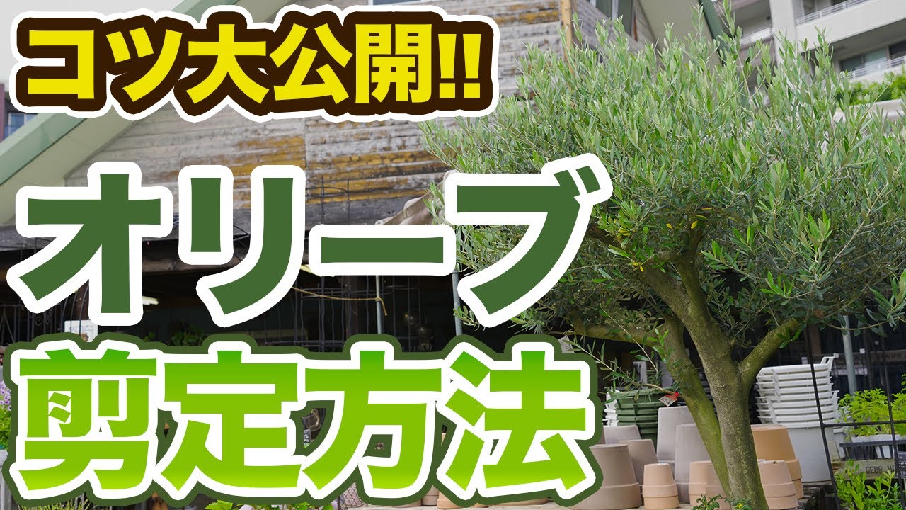 【剪定】オリーブの正しい管理方法を解説します！【大人気】【初心者向け】