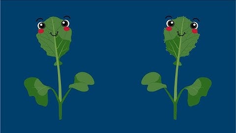 Artificial Selection (Part 1): Experimental Design