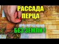 ВЫРАЩИВАНИЕ РАССАДЫ ПЕРЦА БЕЗ ЗЕМЛИ НА БУМАГЕ!