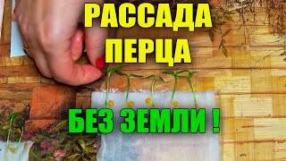 ВЫРАЩИВАНИЕ РАССАДЫ ПЕРЦА БЕЗ ЗЕМЛИ НА БУМАГЕ!