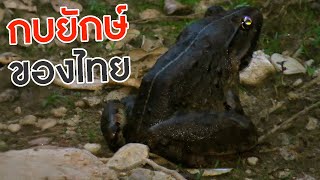 เรื่องที่คุณอาจไม่รู้เกี่ยวกับ กบ! ที่มีขนาดใหญ่ที่สุดในไทย