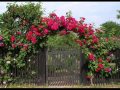 Красивый забор из цветов. Цветы на заборе