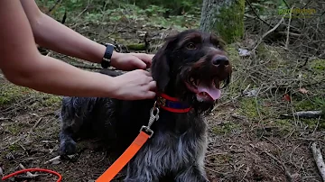 Welche ist die wichtigste Prüfungen für Jagdhunde?