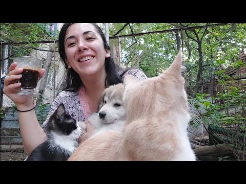 კატის გადამყვანი ხომ არ გაქვთ/ნეგატივს არ უნდა აყვე