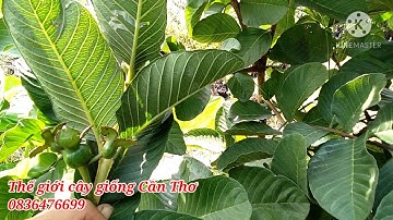 ỔI RUBY RA HOA CỰC SAI TẠI CHI NHÁNH • THẾ GIỚI CÂY GIỐNG CẦN THƠ