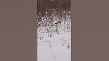 that did not go as planed I ARRMA VORTEKS 3S