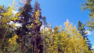 Walking Through Autumn Forest (No Sound) — 4K UHD Nature Walk Kenosha Pass, Colorado