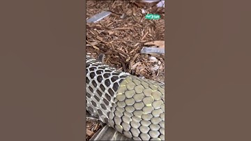 🐍 Snake skin shedding is so satisfying #shorts