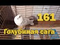 Голуби Рыжик и Зефирка болеют - Голубиная сага - Серия 161