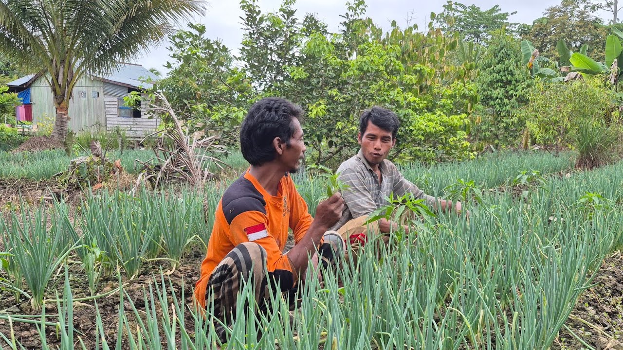 DUA PETANI RANTAU — SAAT PERSAHABATAN MENJADI KEKUATAN BERTAHAN HIDUP TRANSMIGRASI KALIMANTAN UTARA