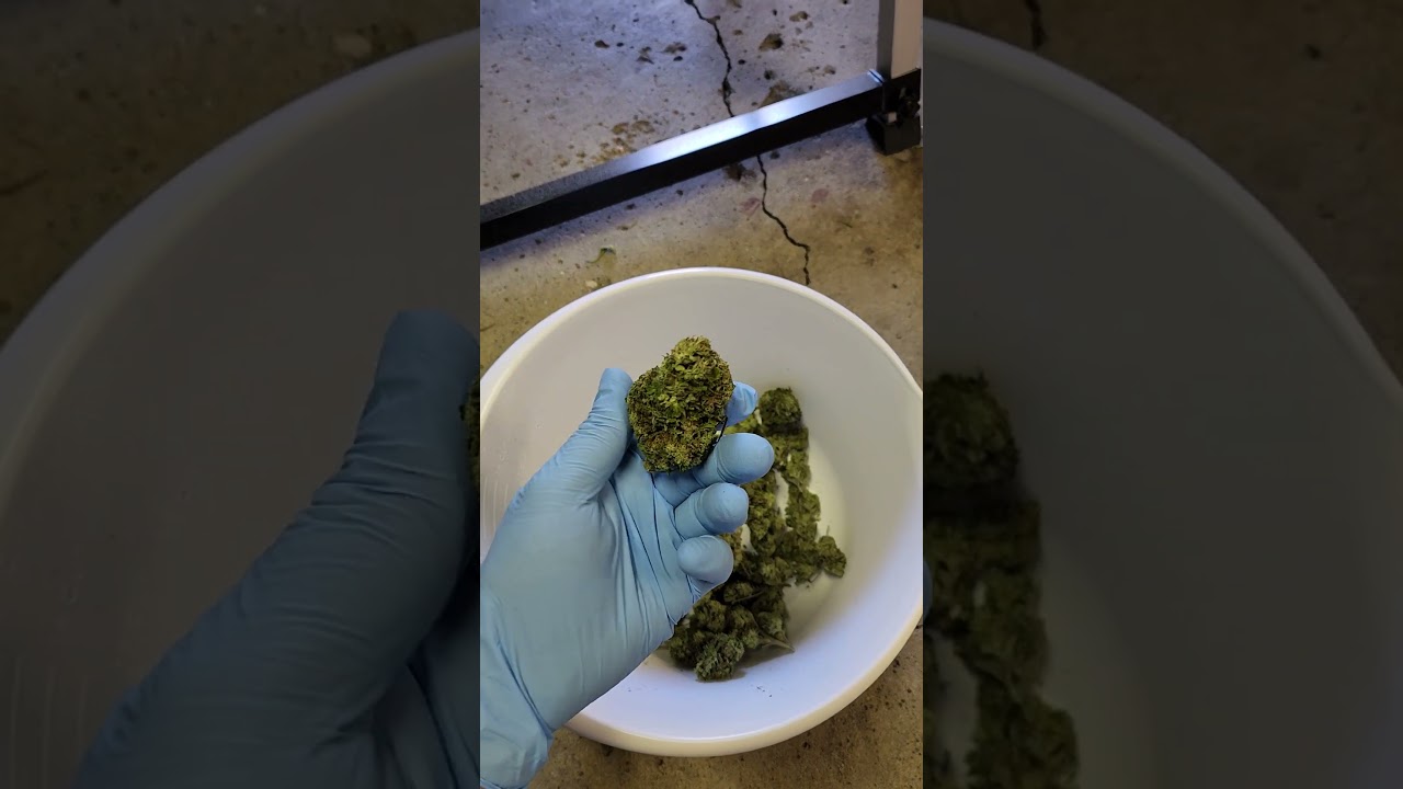 Outdoor Trimming w/Hygrohub T-300 Trim Machine- Runtz 