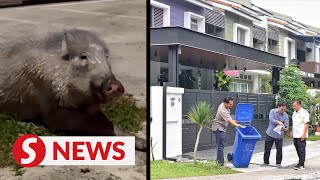 Wild boars wandering, foraging food in Shah Alam neighbourhood