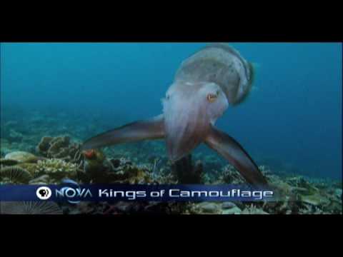 nova kings of camouflage