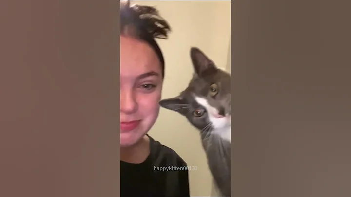 Video 7668801: pet animal funnycat cats, funnycat cat pet cute, cats funny pets animals, cat face cute funny, pets attack