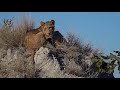 WE SafariLive- The 9 Nkuhuma lion cubs  and some hyena news.